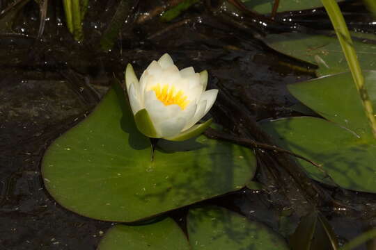 Plancia ëd Nymphaea candida C. Presl