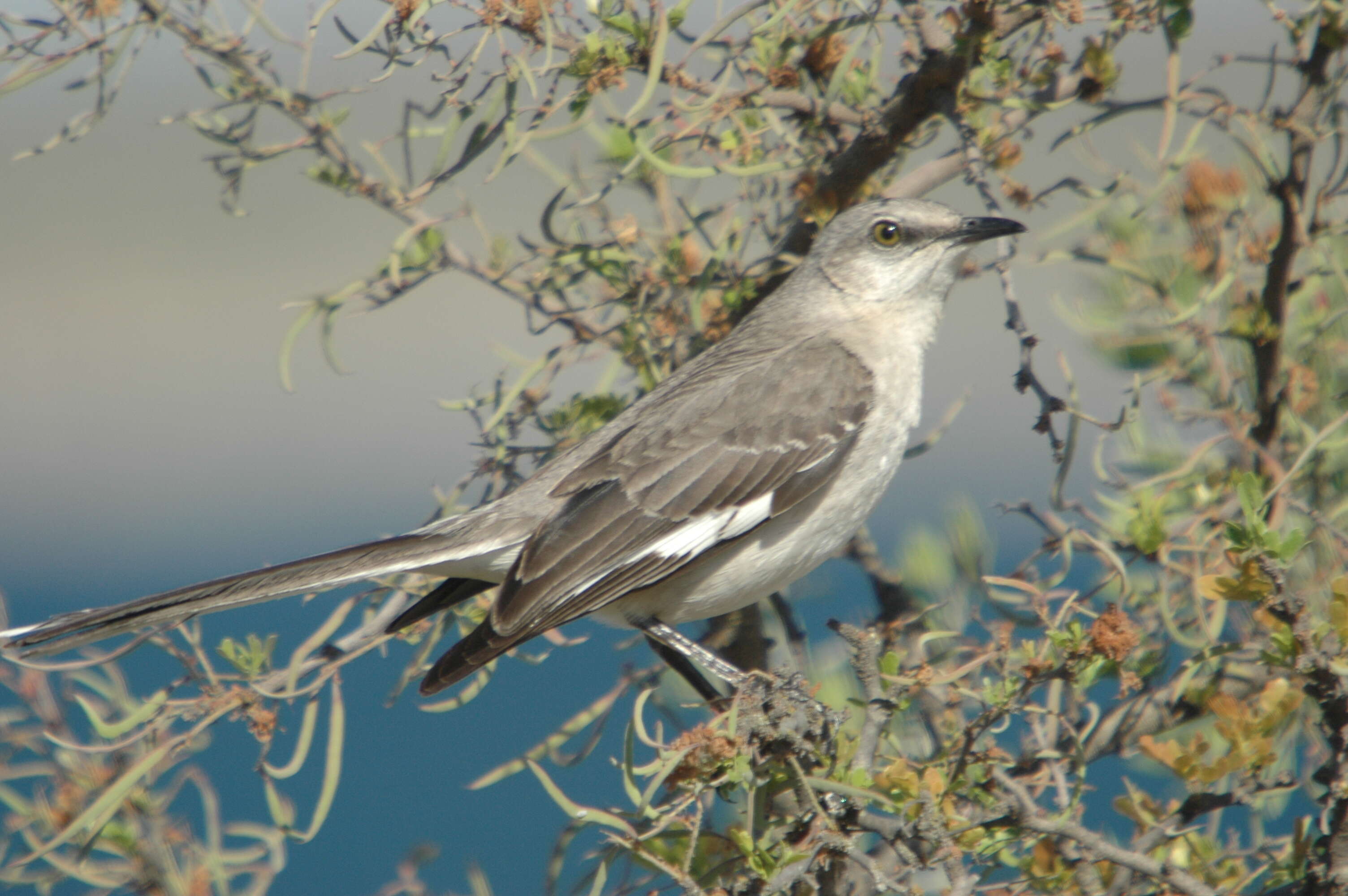 Image of Northern Mockingbird