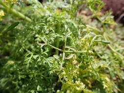 Image of Canaria tortuosa (Webb & Berthel.) Jim. Mejías & P. Vargas