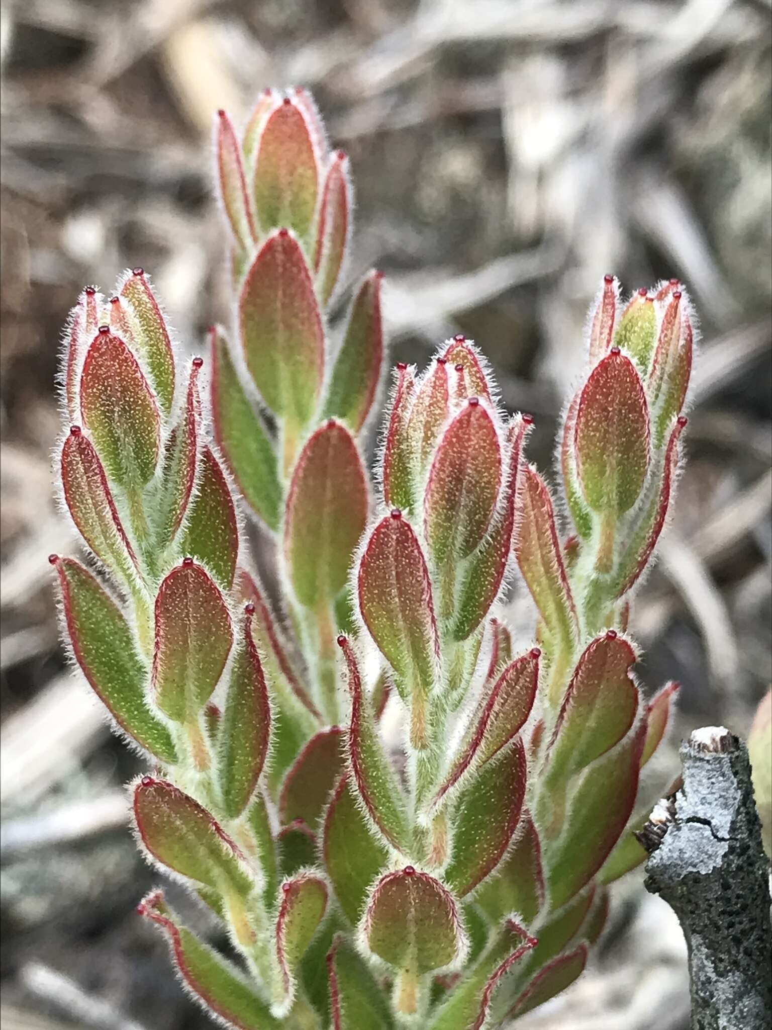 Imagem de Gaylussacia buxifolia Kunth