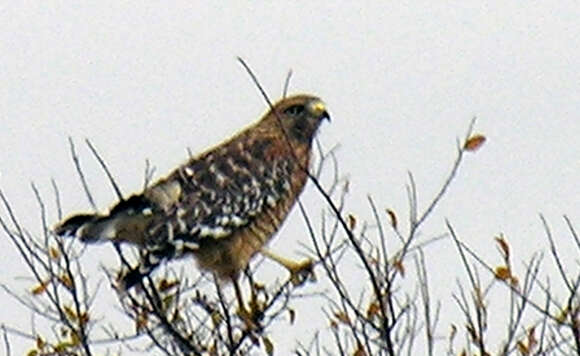 Image of Red-shouldered Hawk