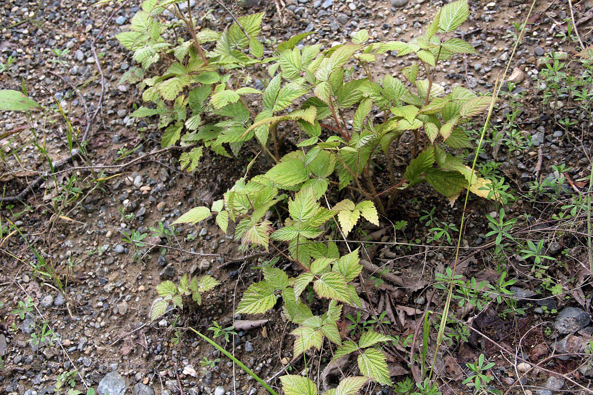 Image of Rubus melanolasius (Dieck) Focke