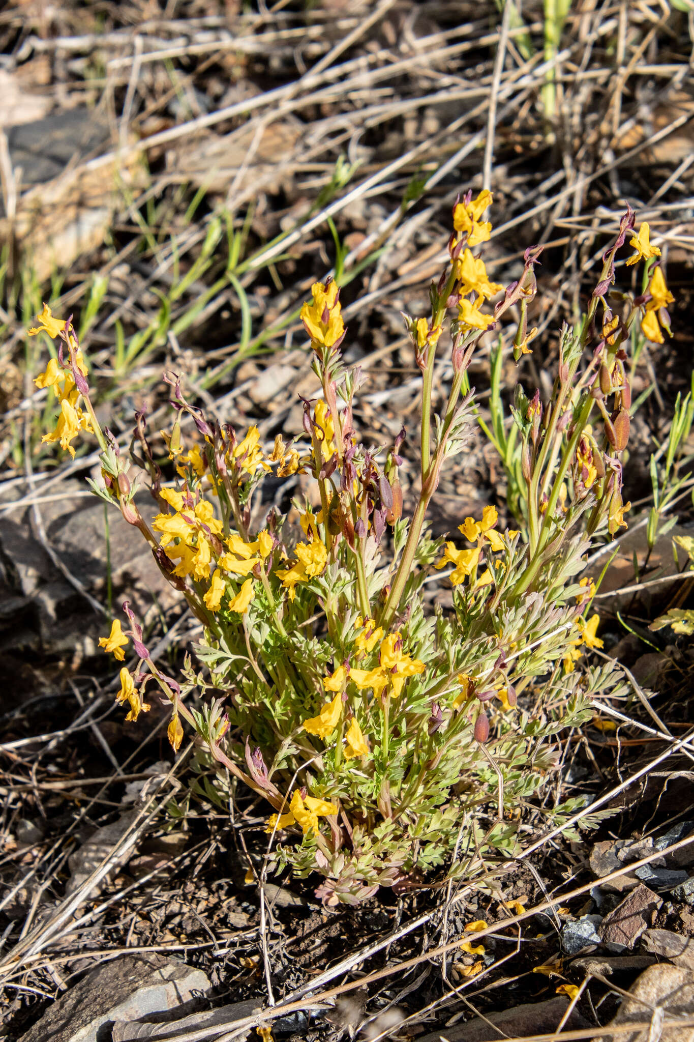 Image de Corydalis sibirica (L. fil.) Pers.