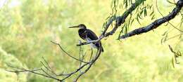 Image de Aigrette tricolore