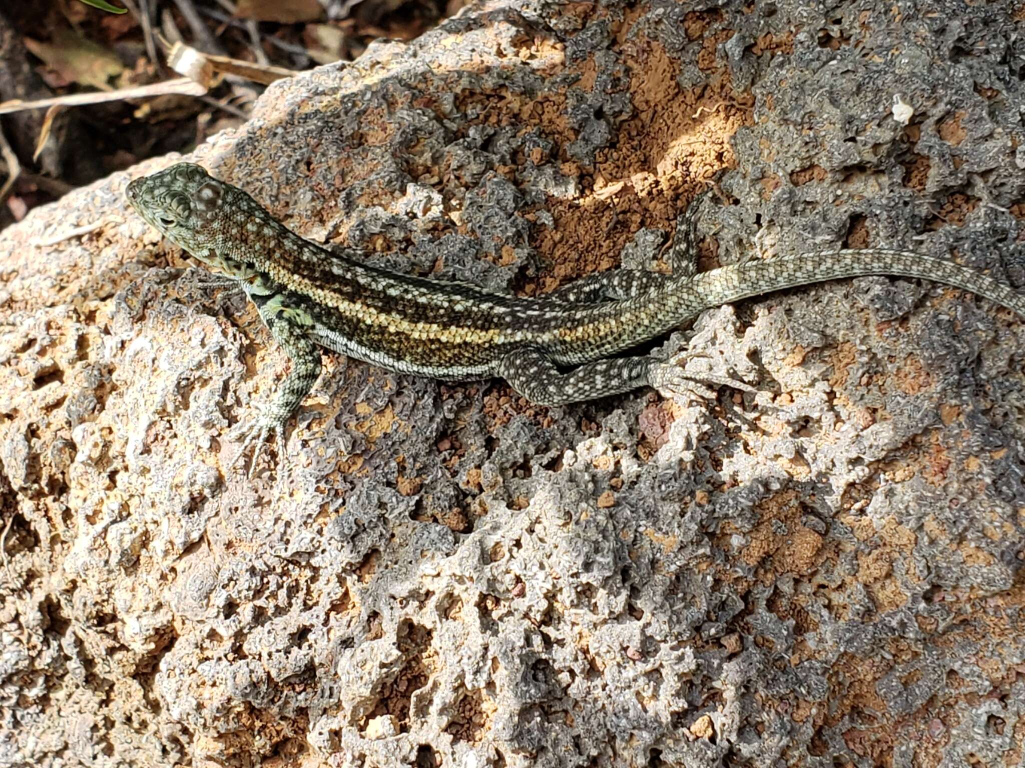 Plancia ëd Microlophus indefatigabilis (Baur 1890)