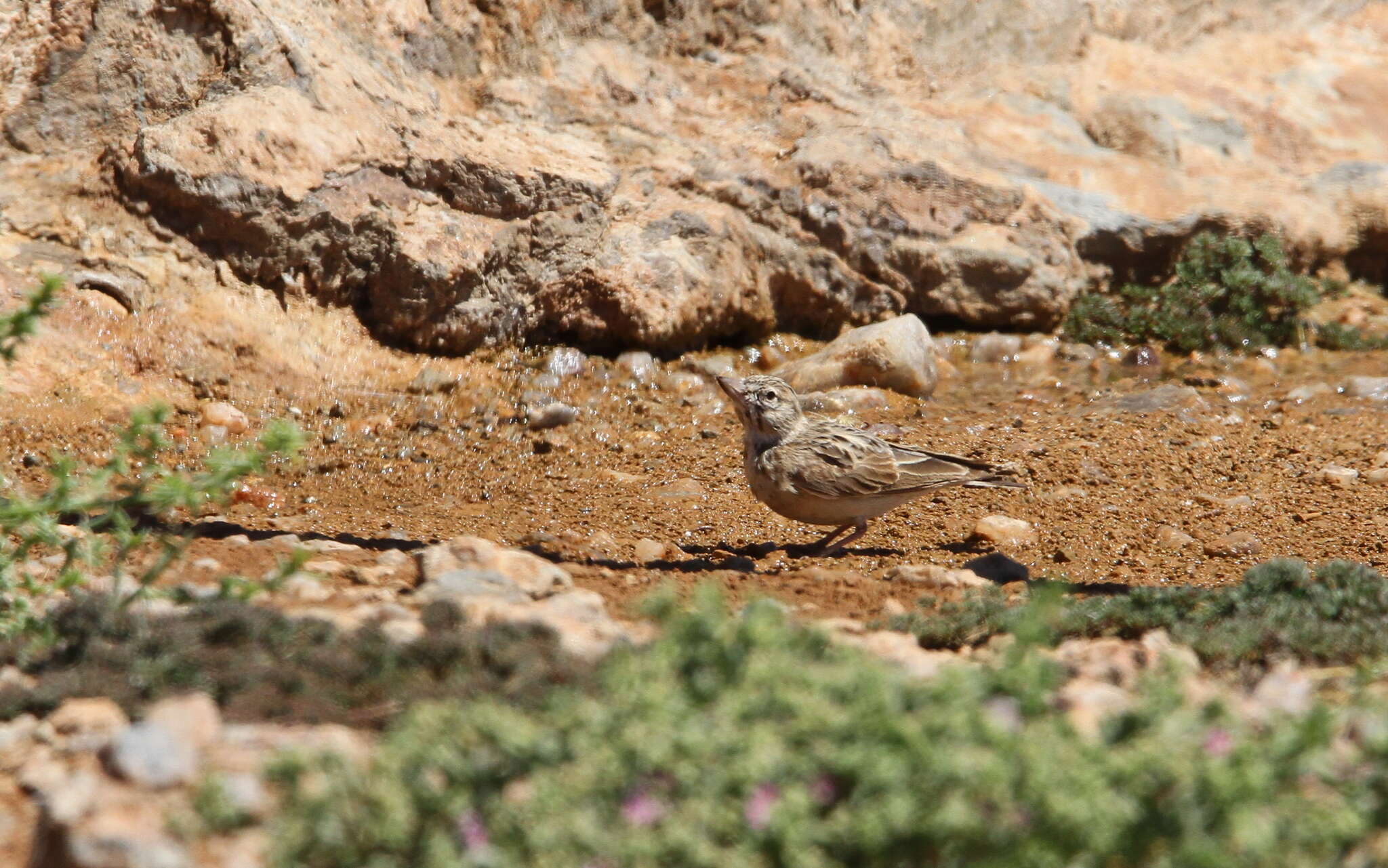 Image of Sclater's Lark