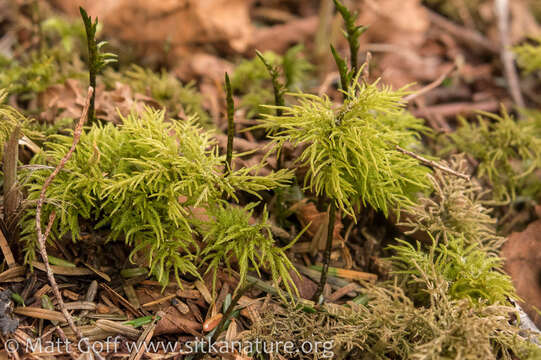 Image of pleuroziopsis moss