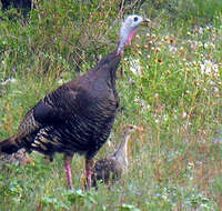 Imagem de Meleagris gallopavo Linnaeus 1758