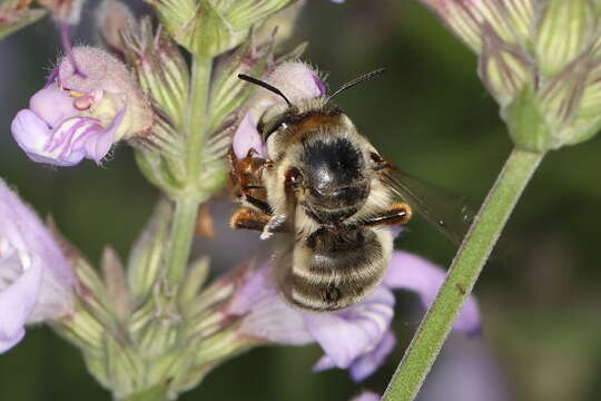 Image of Anthophora fulvitarsis Brullé 1832