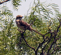 Image of Northern Mockingbird