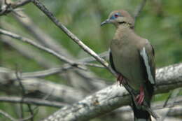 Image of White-winged Dove