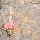 Image of Tillandsia hintoniana L. B. Sm.