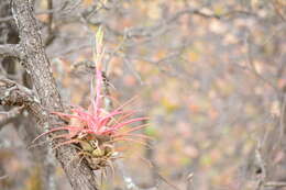 Image of Tillandsia hintoniana L. B. Sm.