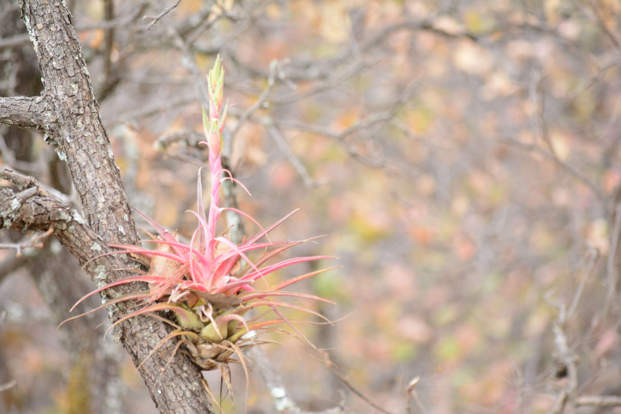 Image of Tillandsia hintoniana L. B. Sm.