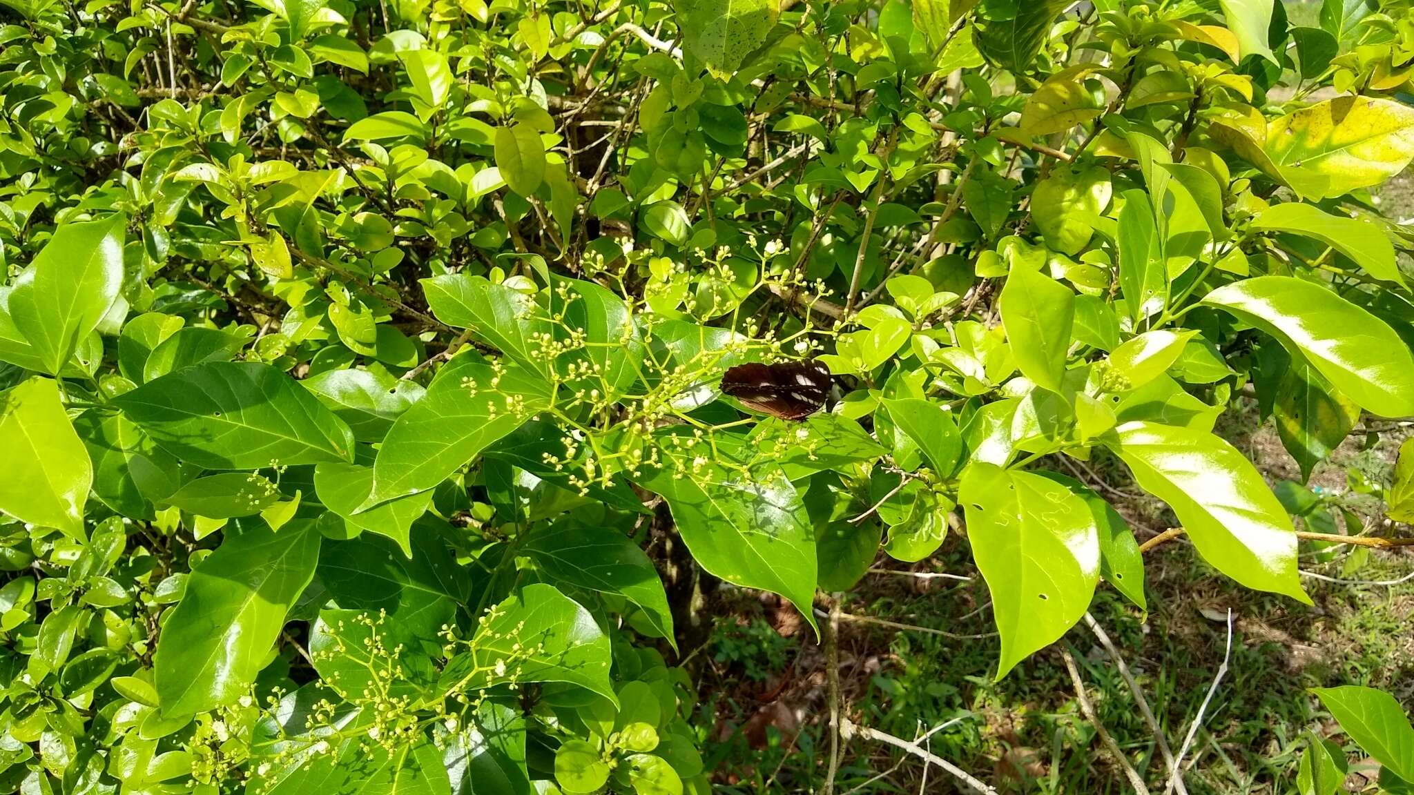 Image of Premna obtusifolia R. Br.