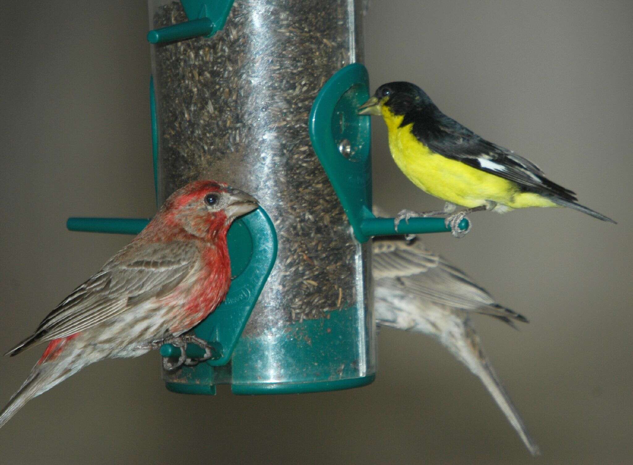 Image of Lesser Goldfinch