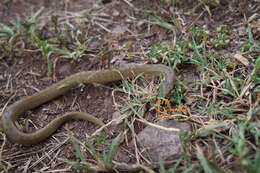 Image of Largenose Earth Snake