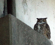 Image of Great Horned Owl