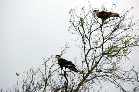 Image of Caracara Merrem 1826