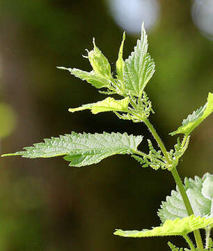 Urtica gracilis Aiton resmi