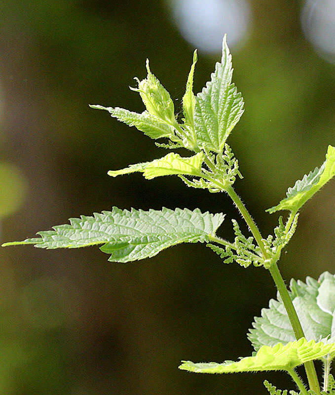 Urtica gracilis Aiton resmi