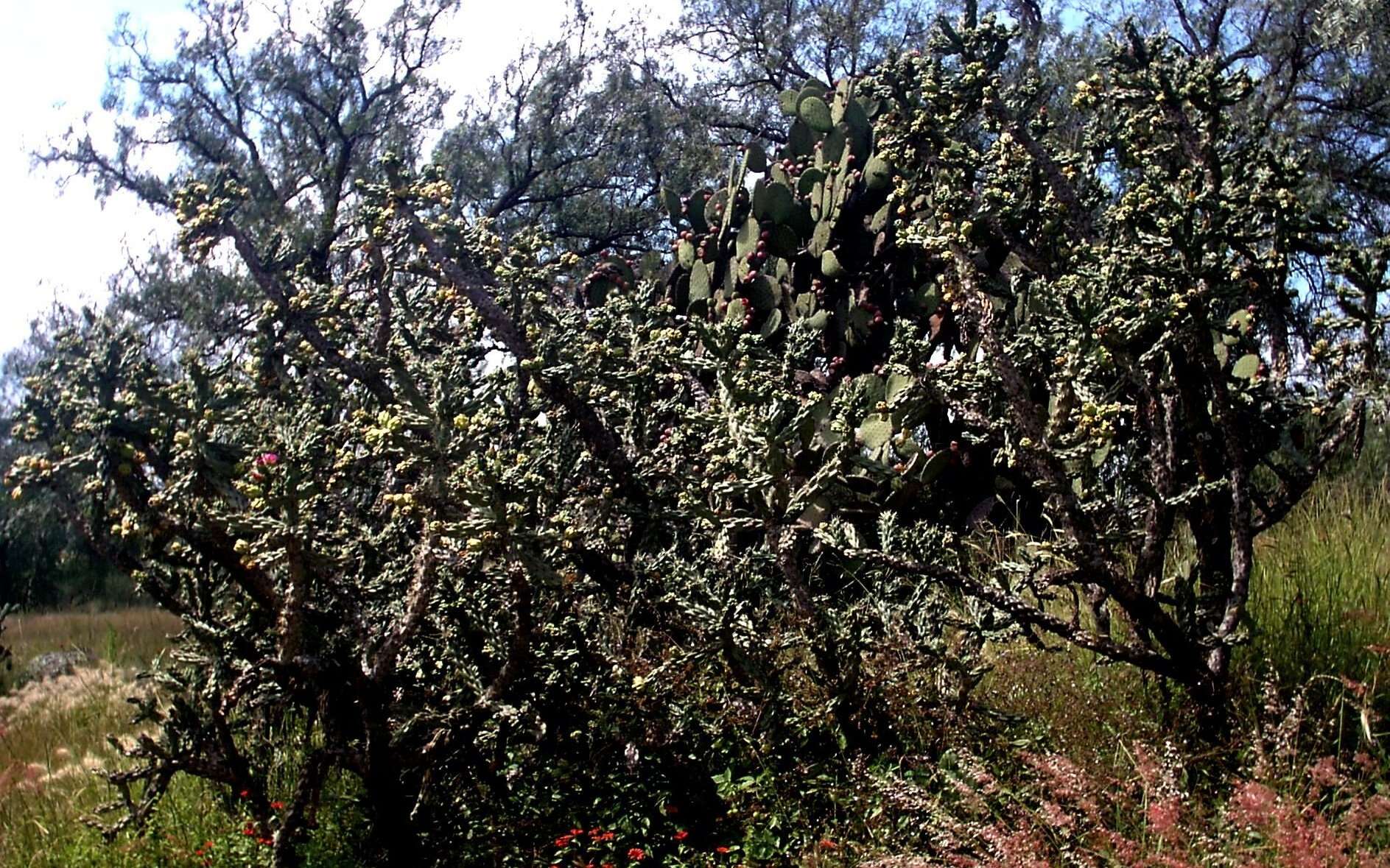 Image of tree cholla