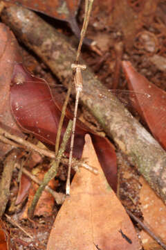 Image of Lestes nodalis Selys 1891