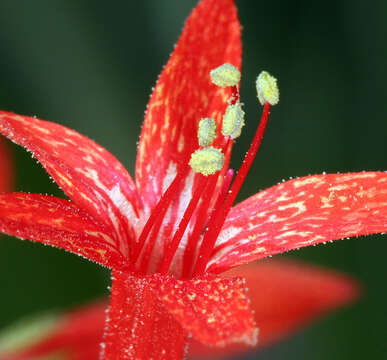 Image of scarlet gilia