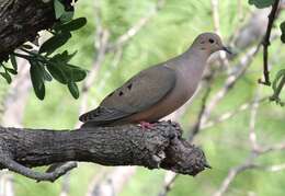 Image of American Mourning Dove