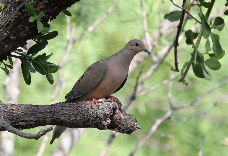 Image of American Mourning Dove