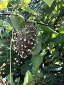 Image of beach milkvine