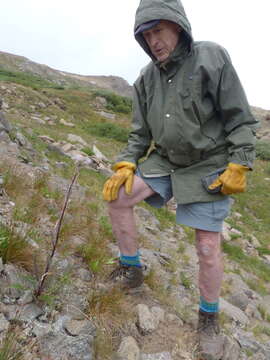 Слика од Cirsium clavatum var. osterhoutii (Rydb.) D. J. Keil