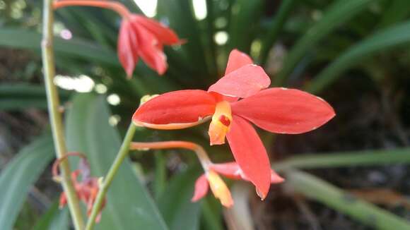 Image of Prosthechea vitellina (Lindl.) W. E. Higgins