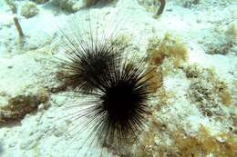 Image of spiny urchin