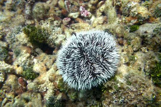 Image of West Indian sea egg