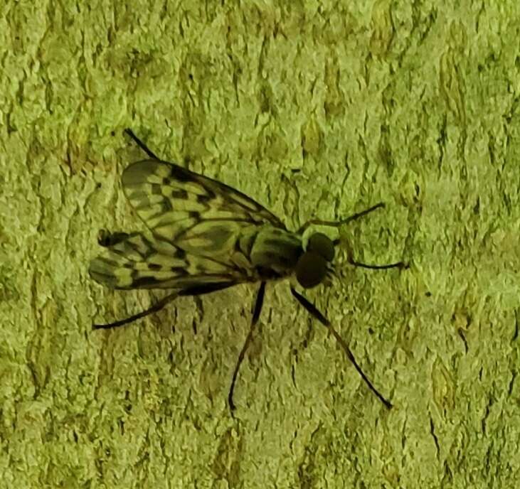 Image of Lesser Variegated Snipe Fly