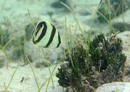 Image of Banded Butterflyfish