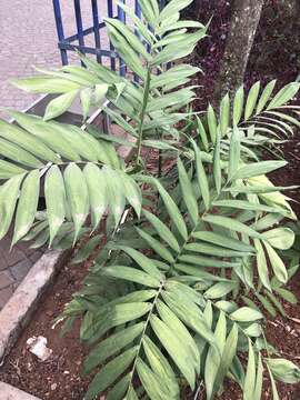 Image of parlor palm