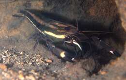 Macrobrachium carcinus (Linnaeus 1758)的圖片