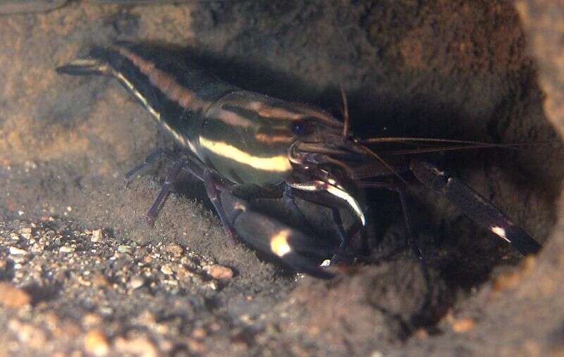 Macrobrachium carcinus (Linnaeus 1758)的圖片