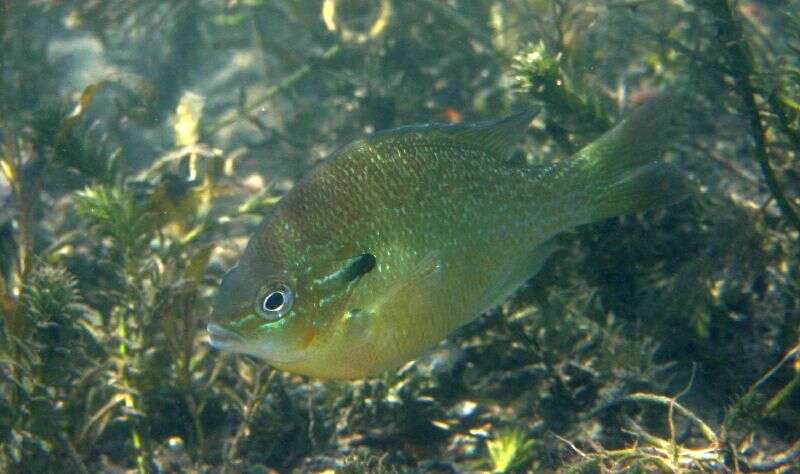 Image of Longear Sunfish