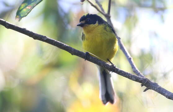 Image of Yellow-crowned Redstart