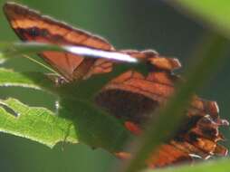 Image of Lasiophila ciris Thieme 1906