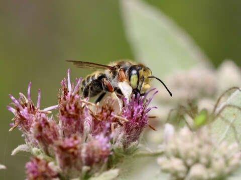 Image of White-footed Leaf-cutter Bee