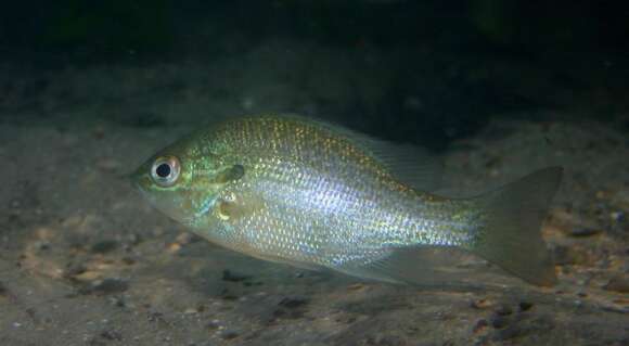 Image of Longear Sunfish