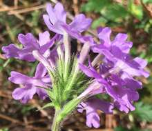 Imagem de Glandularia maritima (Small) Small