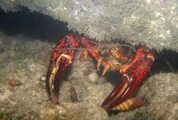 Image de Procambarus clarkii