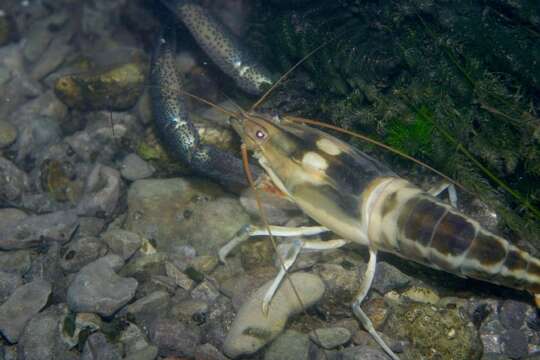 Macrobrachium carcinus (Linnaeus 1758)的圖片