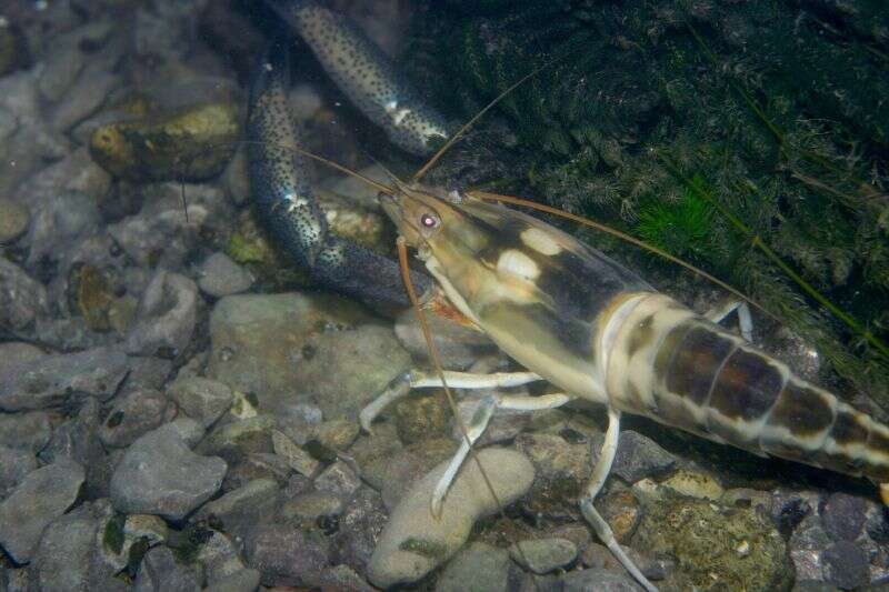 Macrobrachium carcinus (Linnaeus 1758)的圖片