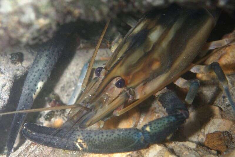 Macrobrachium carcinus (Linnaeus 1758)的圖片